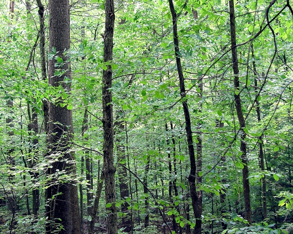 The Pennsylvania Woods 600